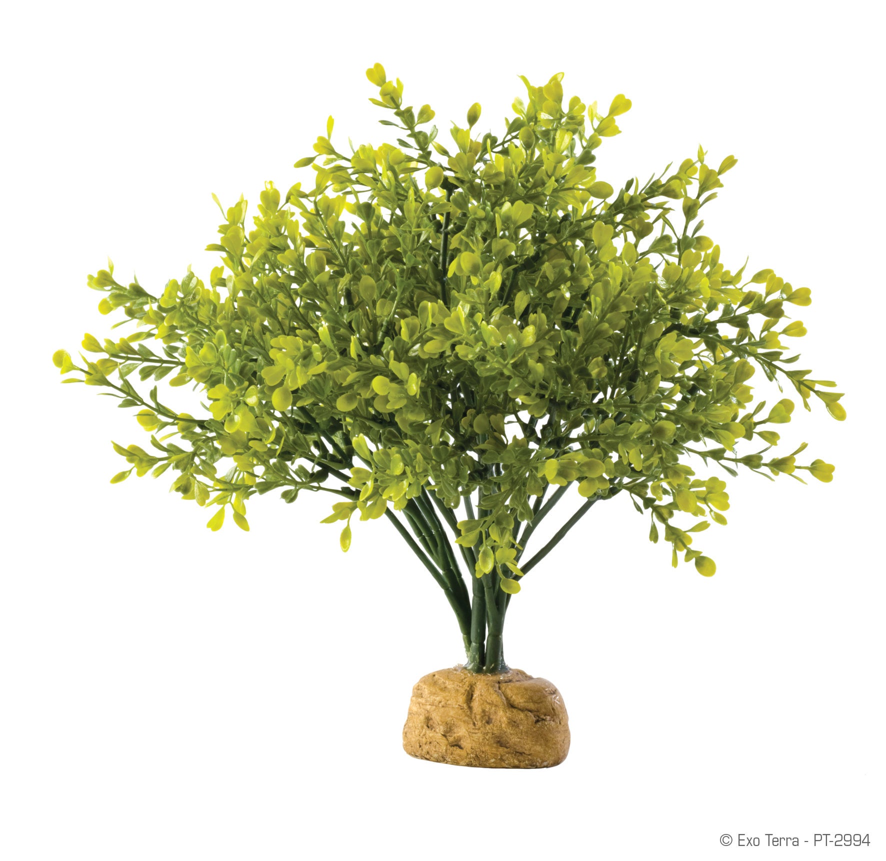 Exo Terra Rainforest Plant - Boxwood Bush | Cold Blooded & Bizarre